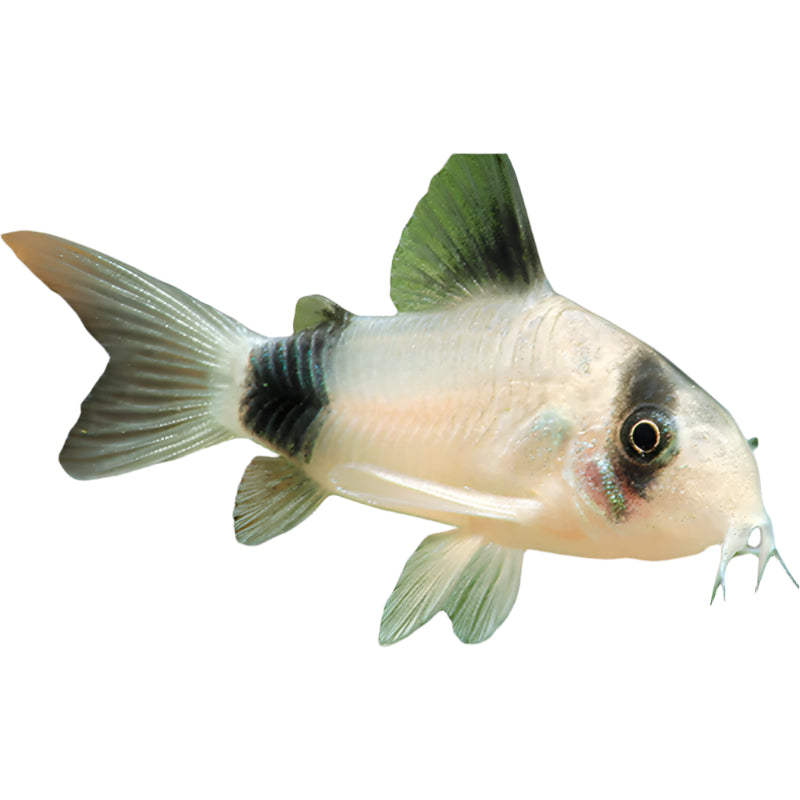 Panda Corydoras, Pet Essentials Warehouse, Pet City