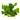 Parviflorus Tropica Sword Plant, Live Plants,  Live Aquatic Plants,  Pet Essentials Warehouse.