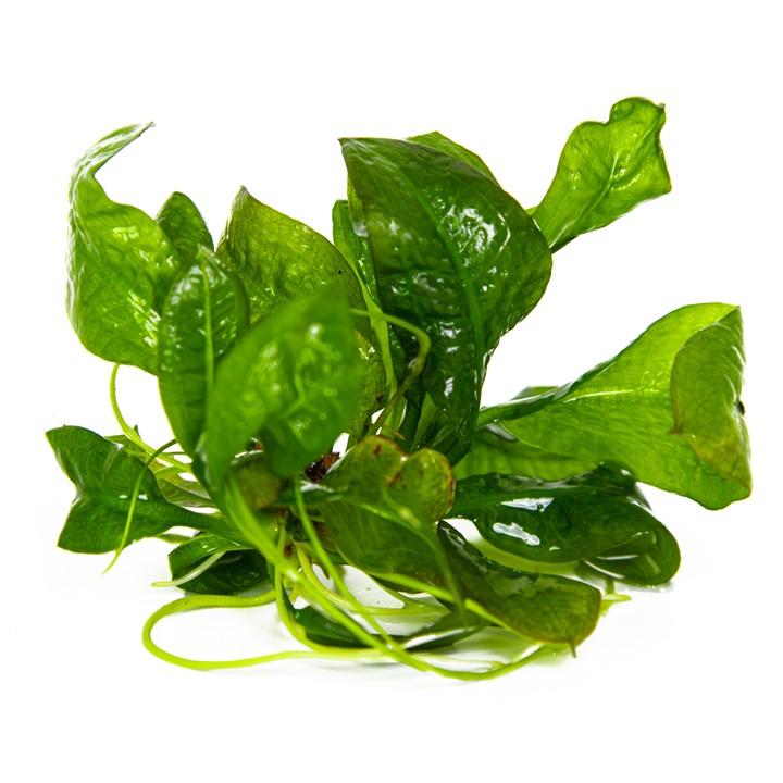 Parviflorus Tropica Sword Plant tissue culture plant, pet essentials warehouse