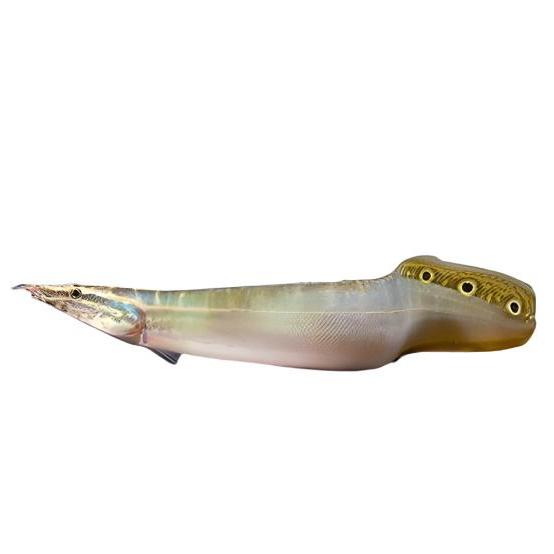 Peacock Eel, Pet Essentials Warehouse
