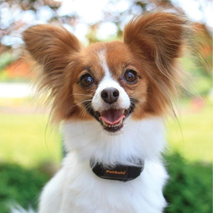 PetSafe Vibration Bark Control VBC-10, Vibration collar for dogs, VBC-10, Bark Control, Pet Essentials Warehouse, Dog wearing petsafe bark collar