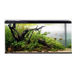 Pet_City_Aqua_One_LifeStyle_190_Tank_Website_ Image 150x150 pxl