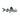 Pictus Catfish, Live Fish,  Catfish,  Pet Essentials Warehouse.