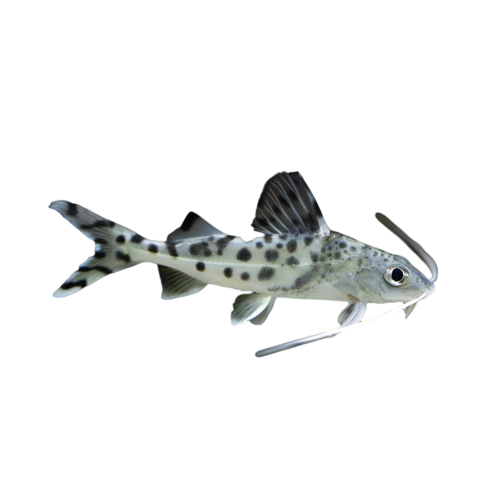Pictus Catfish, Pet Essentials Warehouse