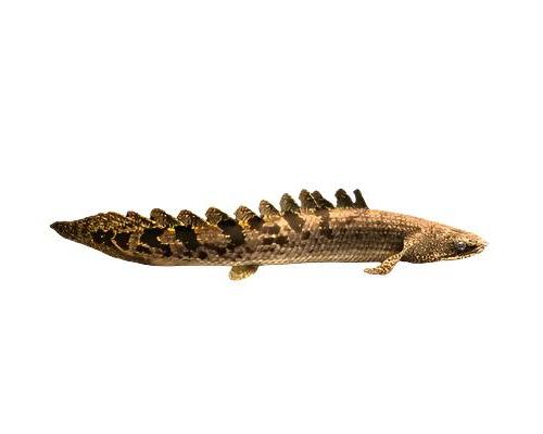 Polypterus Delhezi Armoured Bichir, Pet Essentials Warehouse, Pet Essentials Hastings