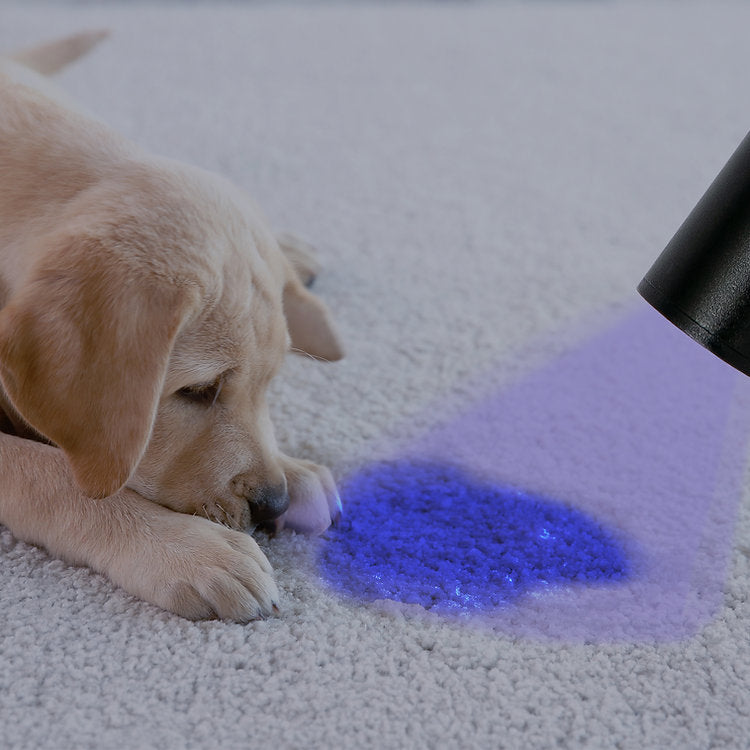 golden lap puppy, PooWee Pet Urine Detector Rechargeable Torch, urine torch for puppies, pet essentials warehouse