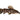 Port Hoplo Catfish, Live Fish,  Catfish,  Pet Essentials Warehouse.