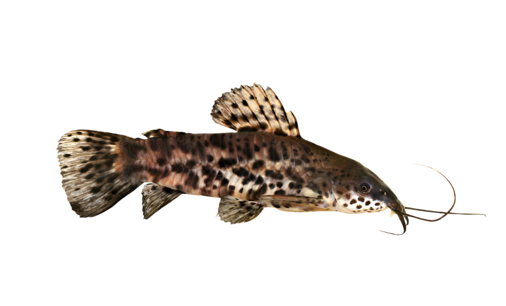 Port Hoplo Catfish, PEt Essentials Warehouse, Pet City