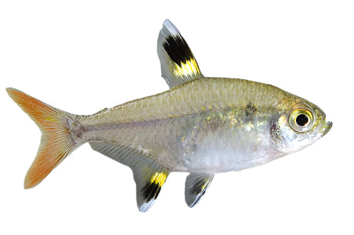 Pristella X Ray Tetra, Pet Essentials Warehouse