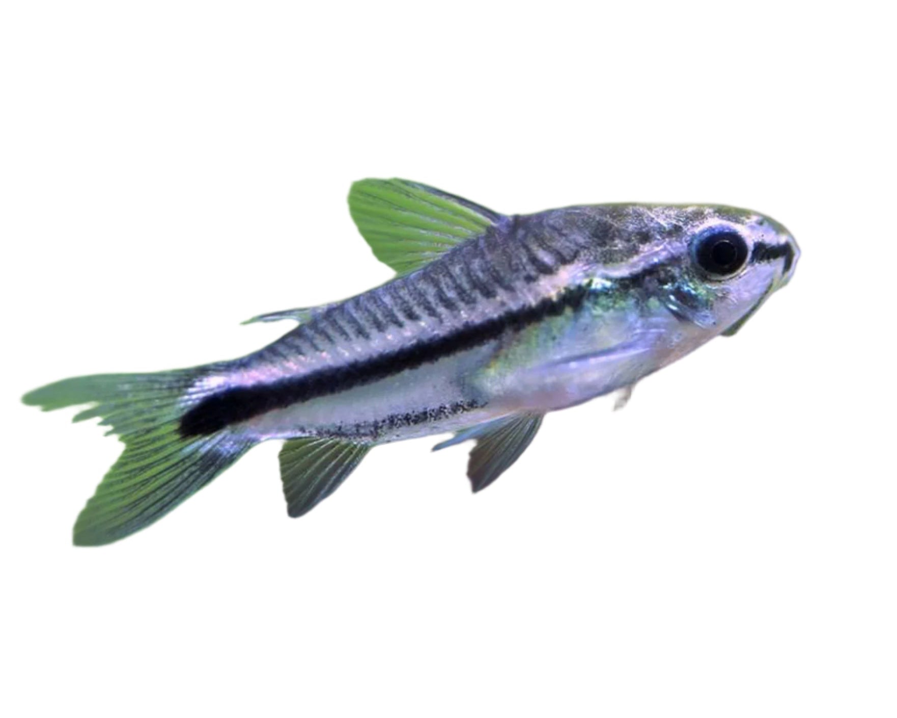 Pygmy Corydoras Pygmy, Pet Essentials Warehouse, Pet City