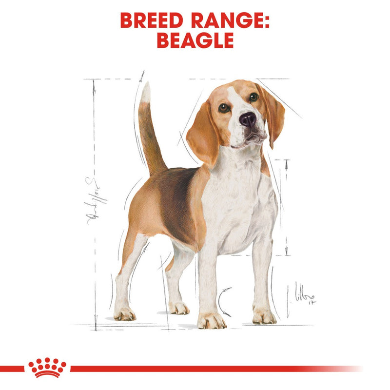 Royal Canin Beagle sketch, pet essentials warehouse