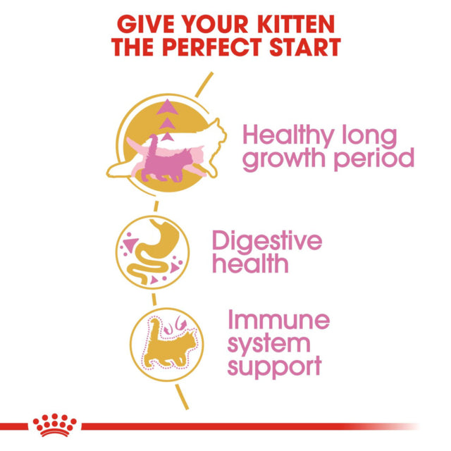 Royal Canin Maine Coon Kitten Dry Food, Maine coon Kitten food, Kitten food for Maine coon, Kitten food, pet Essentials Warehouse