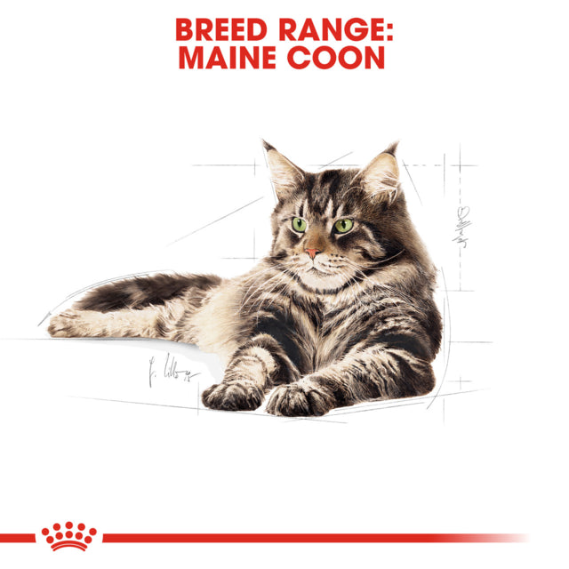 Royal Canin Maine Coon Adult Wet Cat Food