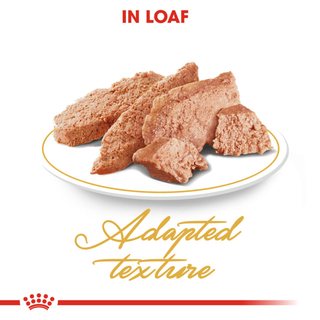 Royal Canin Persian Adult Wet Food, Persian Cat food wet, Wet Cat Food, Royal Canin, Pet Essentials Warehouse