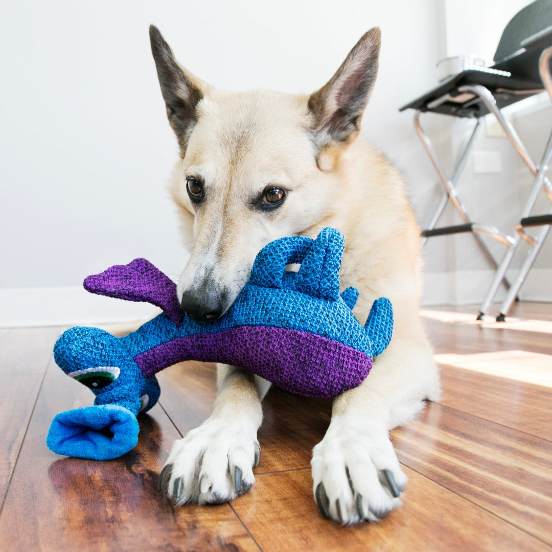 dog playing with Kong Woozles Plush Squeaker Alien Blue Dog Toy