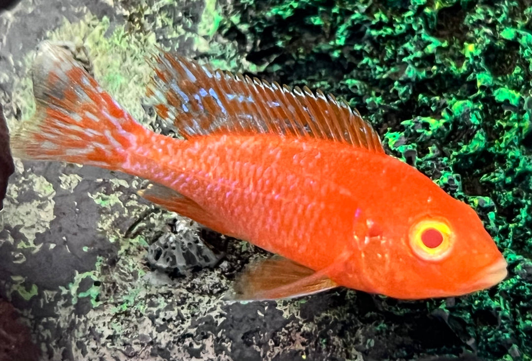 Red-Eye Dragonblood Peacock in a tank, pet essentials warehouse, pet city