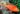 Red-Eye Dragonblood Peacock, Live Fish,  African Cichlids,  Pet Essentials Warehouse.