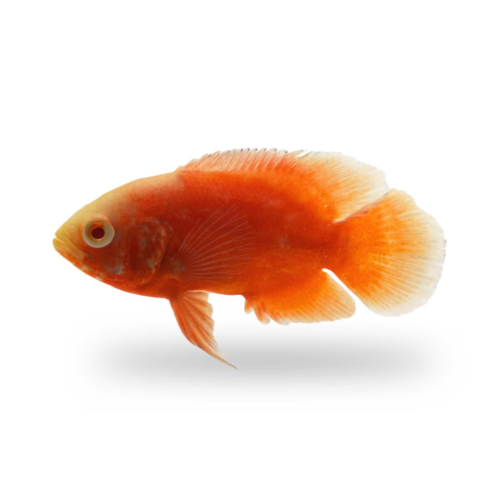 Red Chili Oscar, Baby super red chili oscar fish, pet essentials warehouse, pet essentials porirua