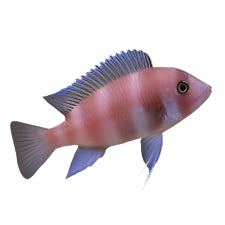 Red Frontosa African Cichlid, Pet Essentials Warehouse, Pet City