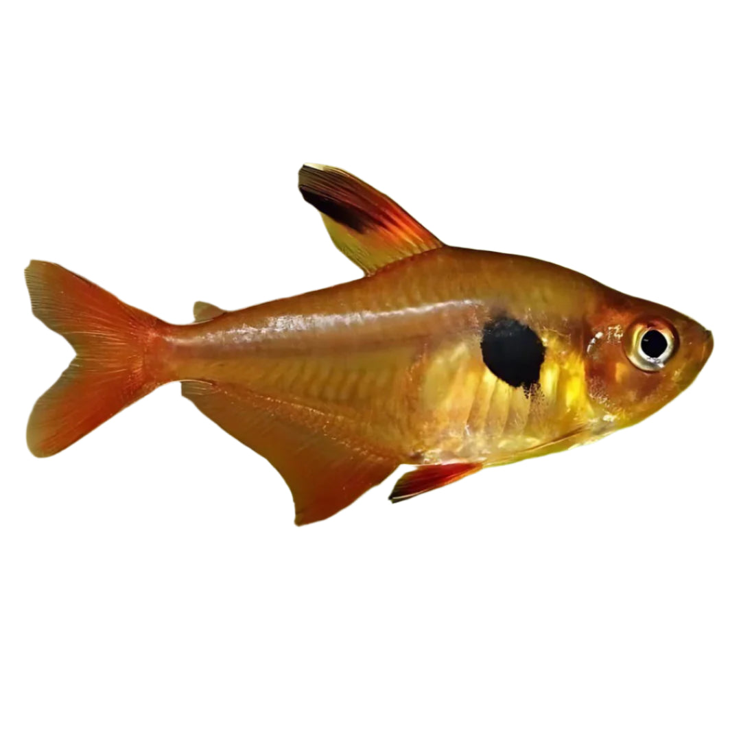 Red Phantom Tetra, Pet Essentials Warehouse, Pet Essentials Hastings