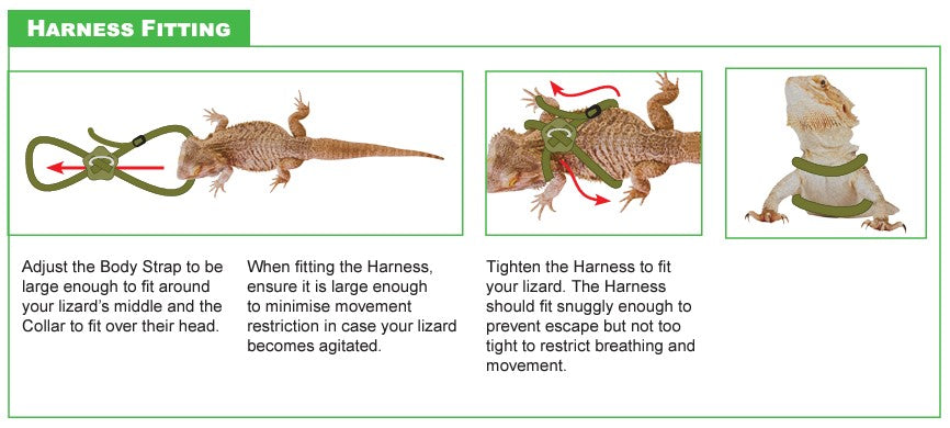 Reptile One Lizard Harness & Lead Fitting Guide and instruction, pet essentials warehouse