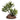 Reptile One Mini Senecio Green With Ceramic Base, Reptile One,  Tank Decorations,  Pet Essentials Warehouse.