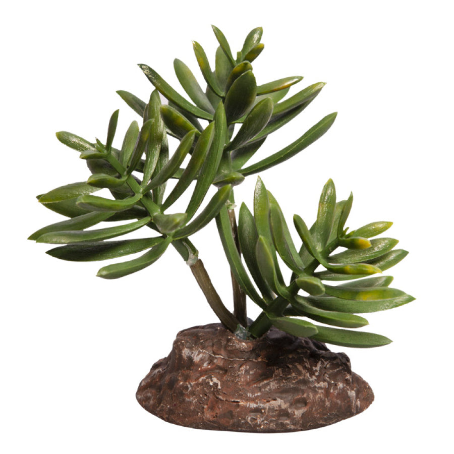 Reptile One Mini Senecio Green With Ceramic Base, Pet essentials warehouse