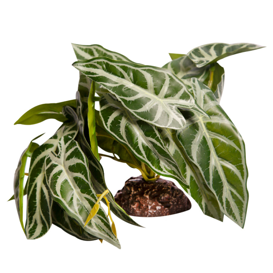 Reptile One Plant Medium Alocasia Green with Ceramic Base