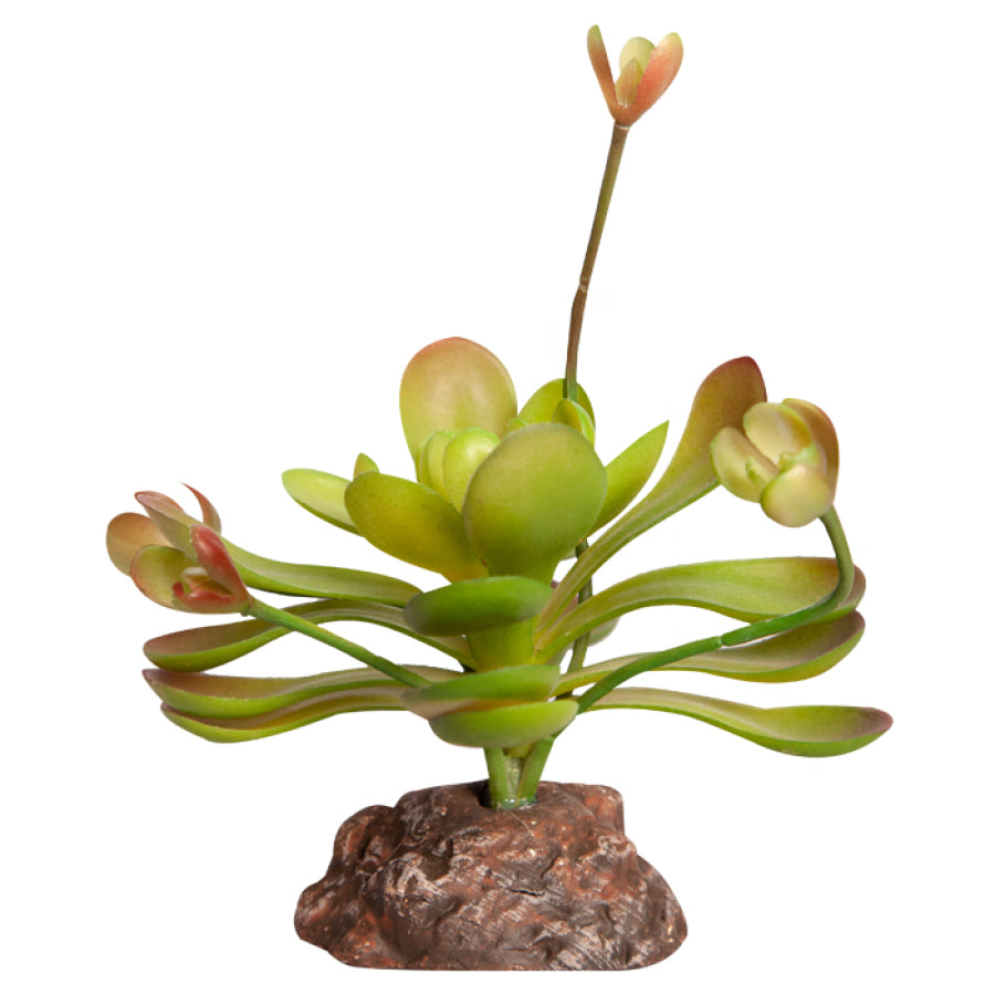 Reptile One Plant Mini Aenium Green with Ceramic Base