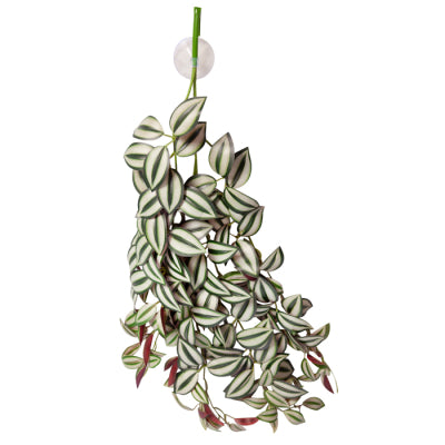 Reptile One Tradescantia Green Silver With Suction Cup, Suction cup deco, Reptile deco, Pet Essentials Warehouse