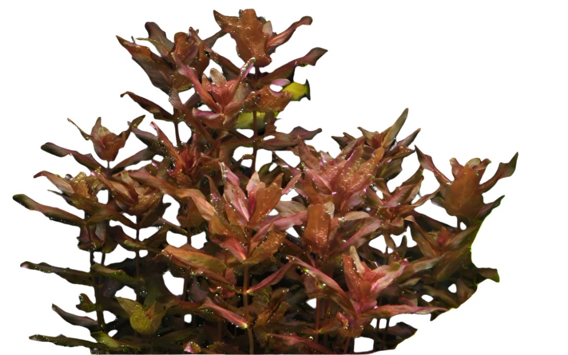 Rotala Macrandra Pink Live Aquatic Plant red leaves, Pet Essentials Warehouse