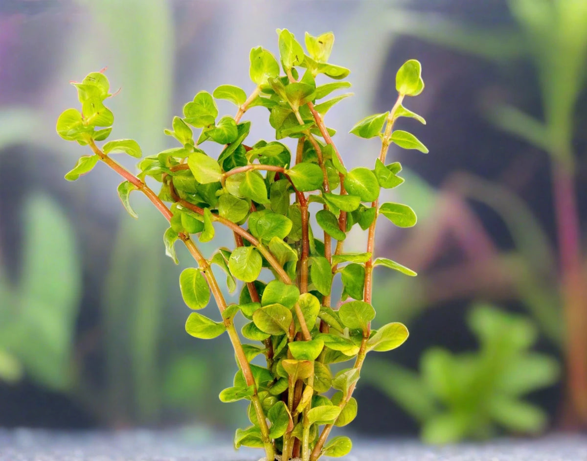 Rotola Rotala Macrandra Pink - Live Aquatic Plants- Pet Essentials