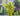 Rotala Macrandra Pink Live Aquatic Plant, Live Plants,  Live Aquatic Plants,  Pet Essentials Warehouse.