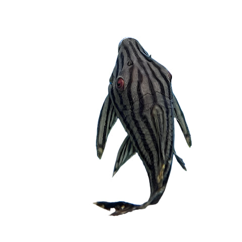 Royal Pleco L190