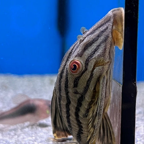 Royal Pleco L190 closeup