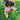 Kong Scrumplez Tug Squeaker Bunny Dog Toy, Kong,  Plush Toys,  Pet Essentials Warehouse.