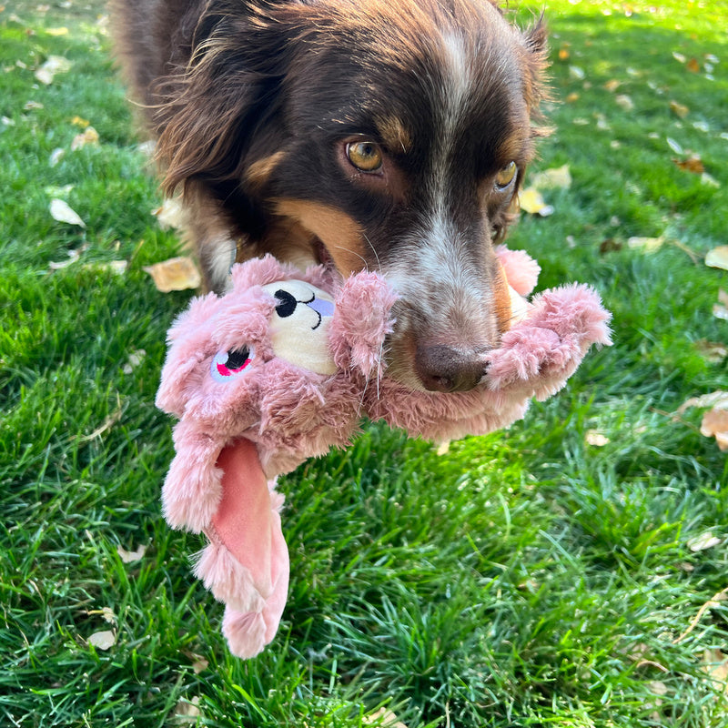dog playing with Kong Scrumplez Tug Squeaker Pink Bunny on grass, pet essentials warehouse