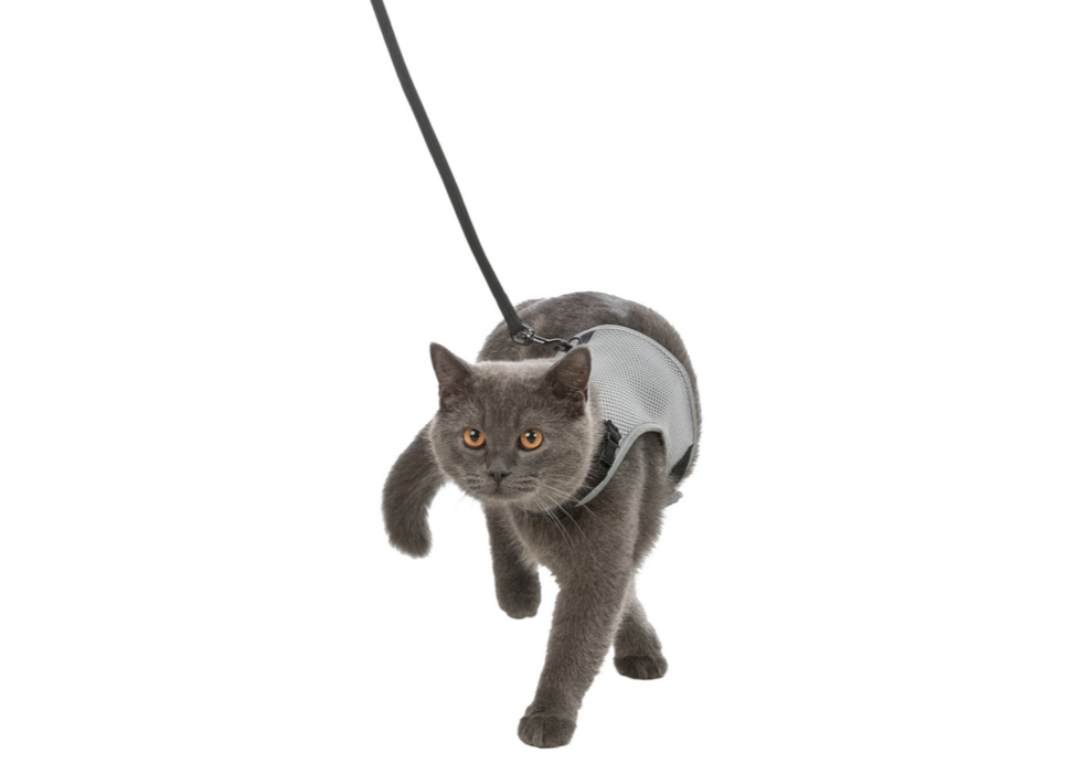 Trixie Soft Harness For Cats, Soft cat hareness, harness and lead set for cats, Pet Essentials Warehouse