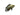 Salvini Cichlid, Live Fish,  American Cichlid,  Pet Essentials Warehouse.