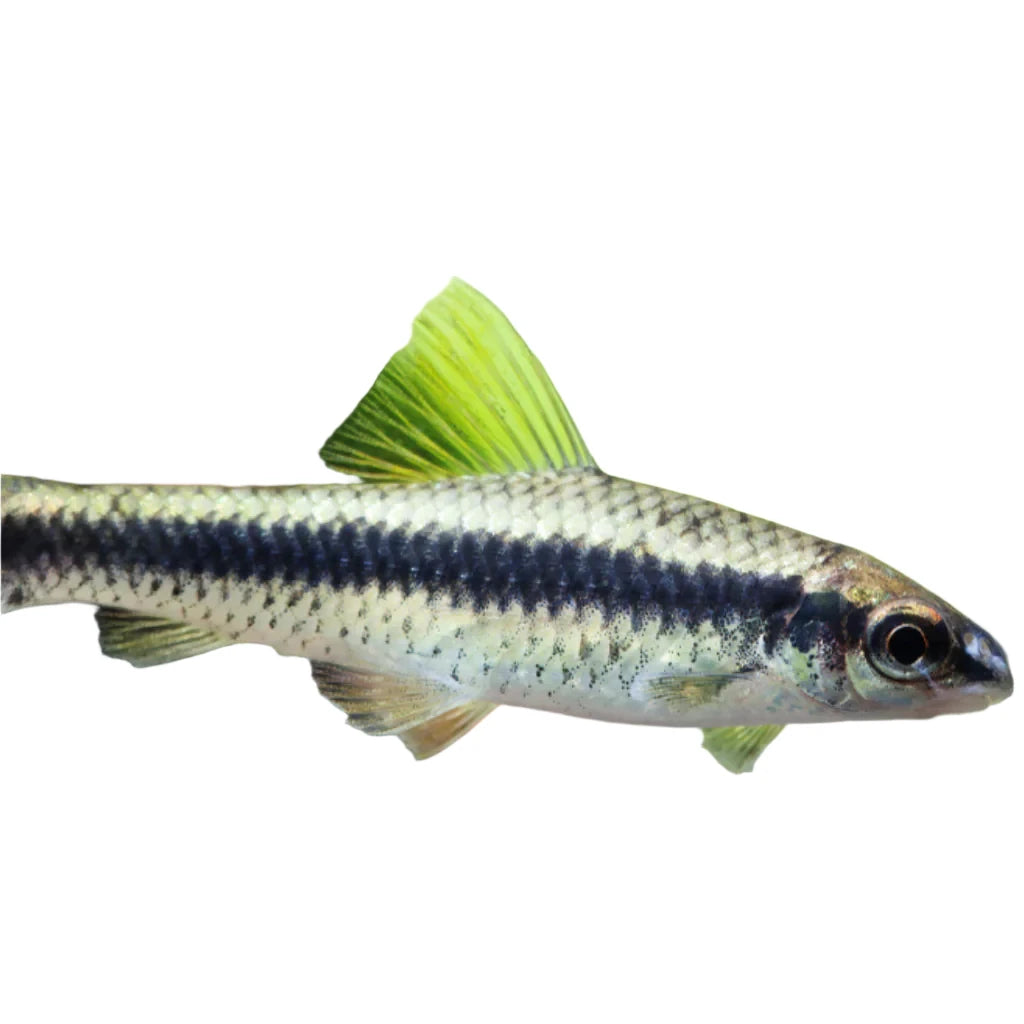 Siamese Algae Eater, Algae eaters, Tropical Live fish, Pet Essentials Warehouse
