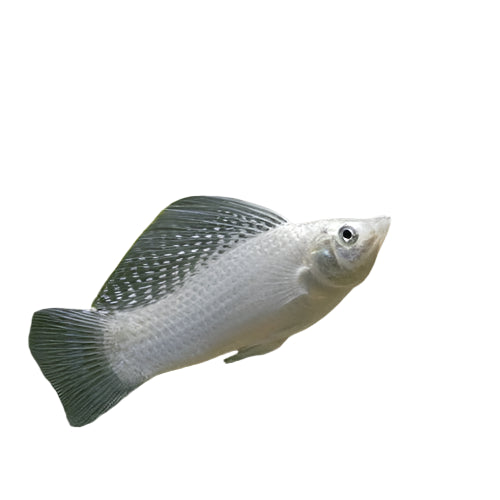 Silver Sailfin Molly, Live fish, Tropical live fish, Pet Essentials Warehouse
