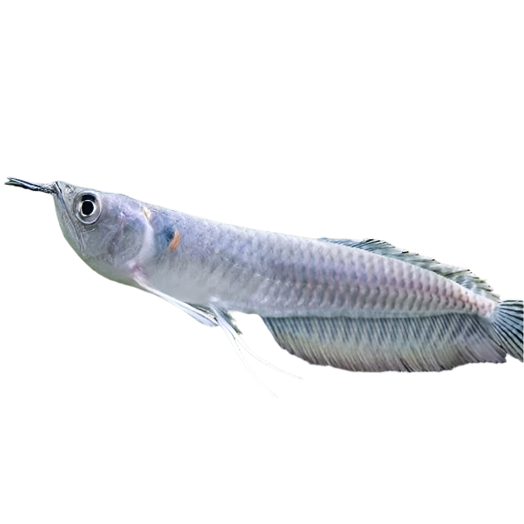 Silver_Arowana, Silver Arowana with white background, baby arowana, pet essentials warehouse