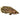 Spotted Climbing Gourami Leopard Ctenopoma, Live Fish,  Gourami,  Pet Essentials Warehouse.