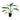 Sword Plants for sale Pet Essentials Warehouse website collection image