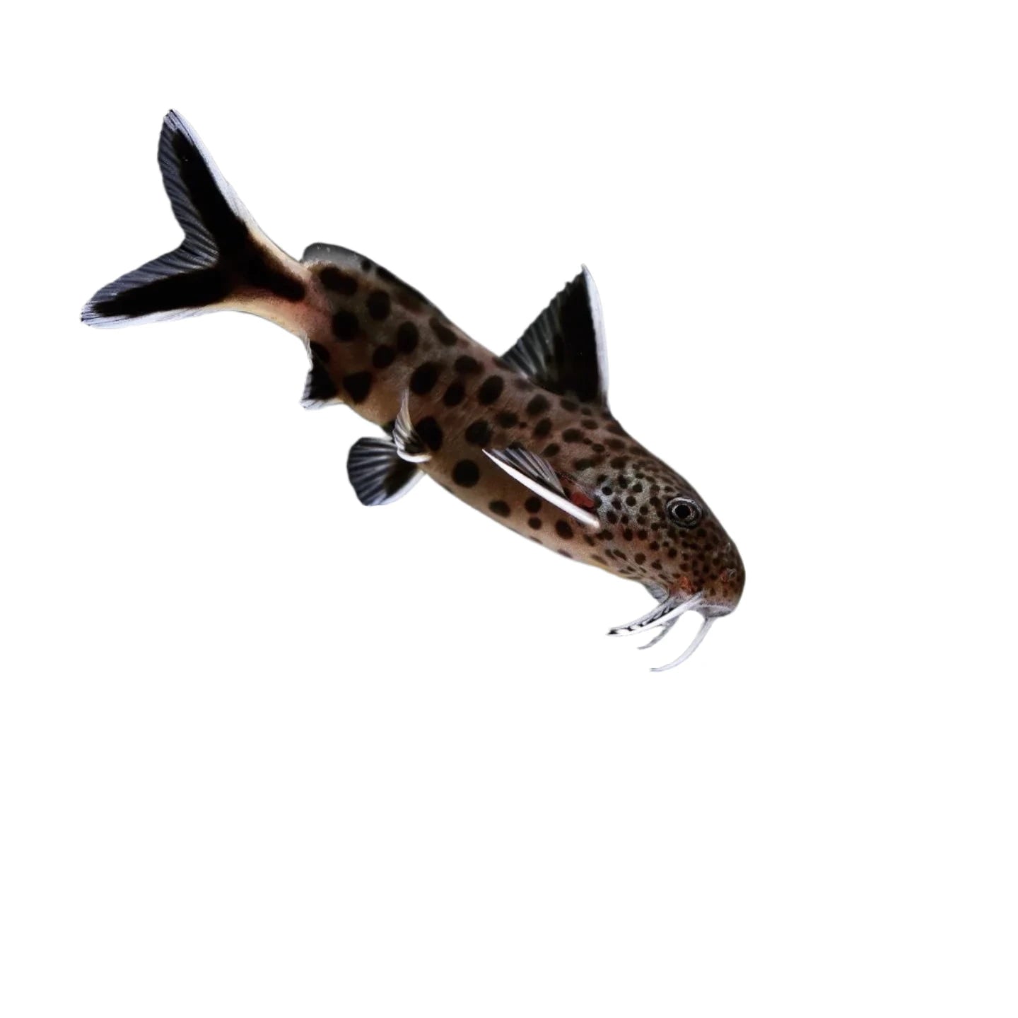 Synodontis Petricola, live fish for sale, pet essentials warehouse