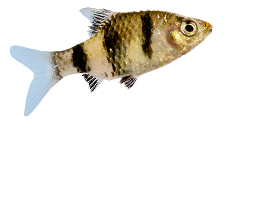 Black Ruby Barb baby fish, pet essentials warehouse