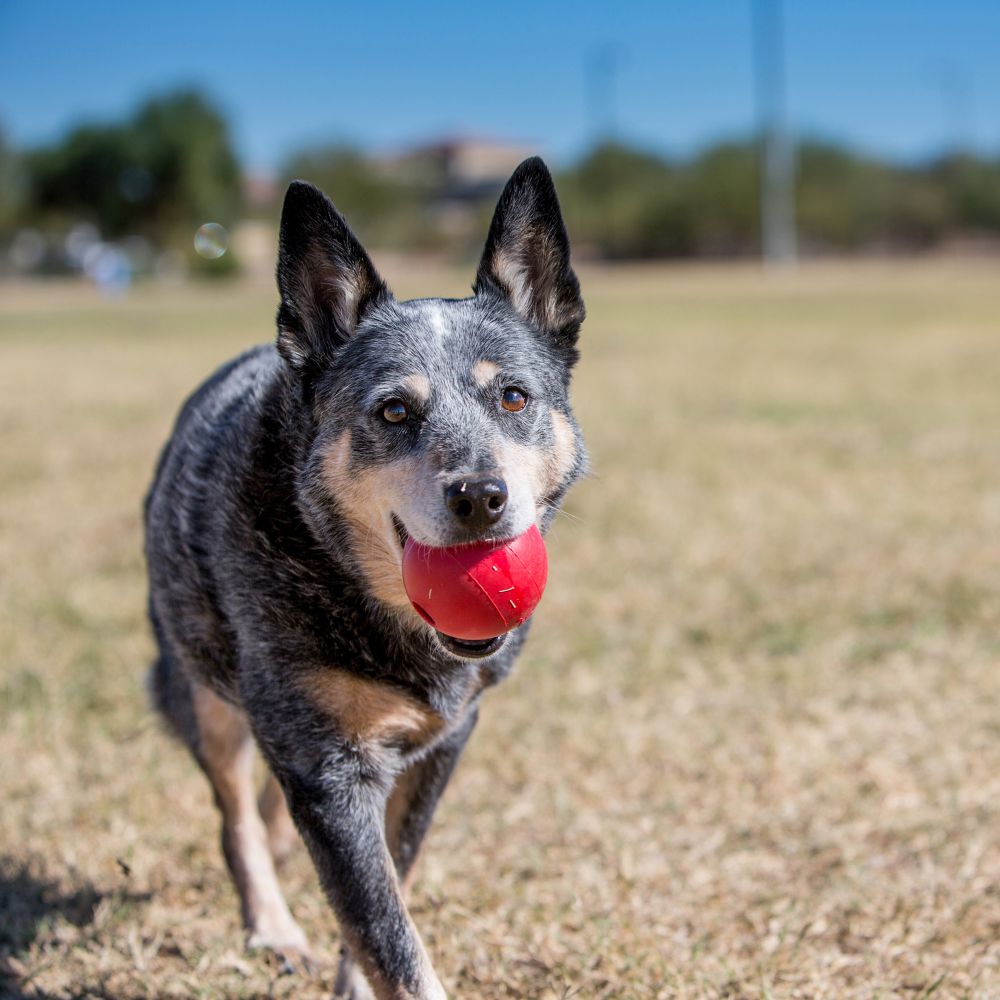 blue healer dog playing with Kong Ball Dog Toy small, kong classic red dog ball toy, pet essentials warehouse, 