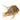 Threadfin Acara Acarichthys heckelii