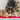 Trixie Christmas Plush Gingerbread Dog Toy, Trixie,  Plush Toys,  Pet Essentials Warehouse.