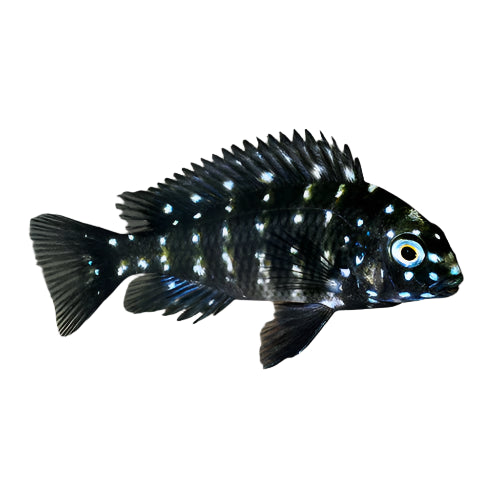 Tropheus Duboisi African Cichlid, Pet Essentials Warehouse, Pet City